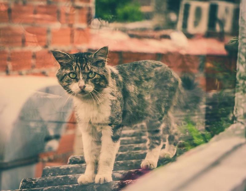 Séjour chez l'habitant Balcones De Venecia *